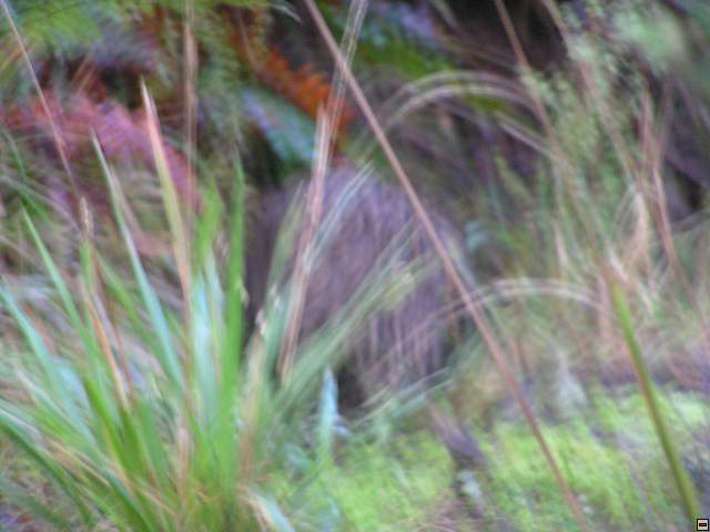 steward island 023.jpg